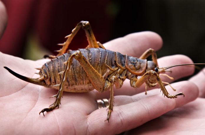 Giant-Weta-Held-Human-Hand.jpg.696x0_q80_crop-smart