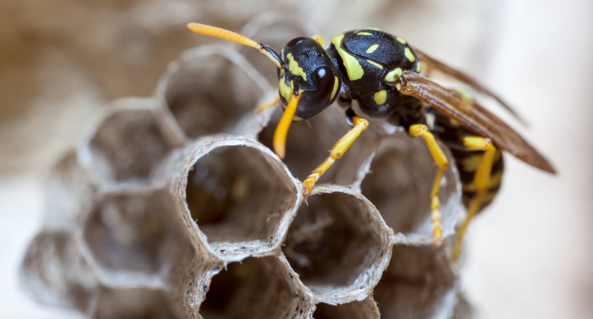 paper-wasp-on-nest-feature